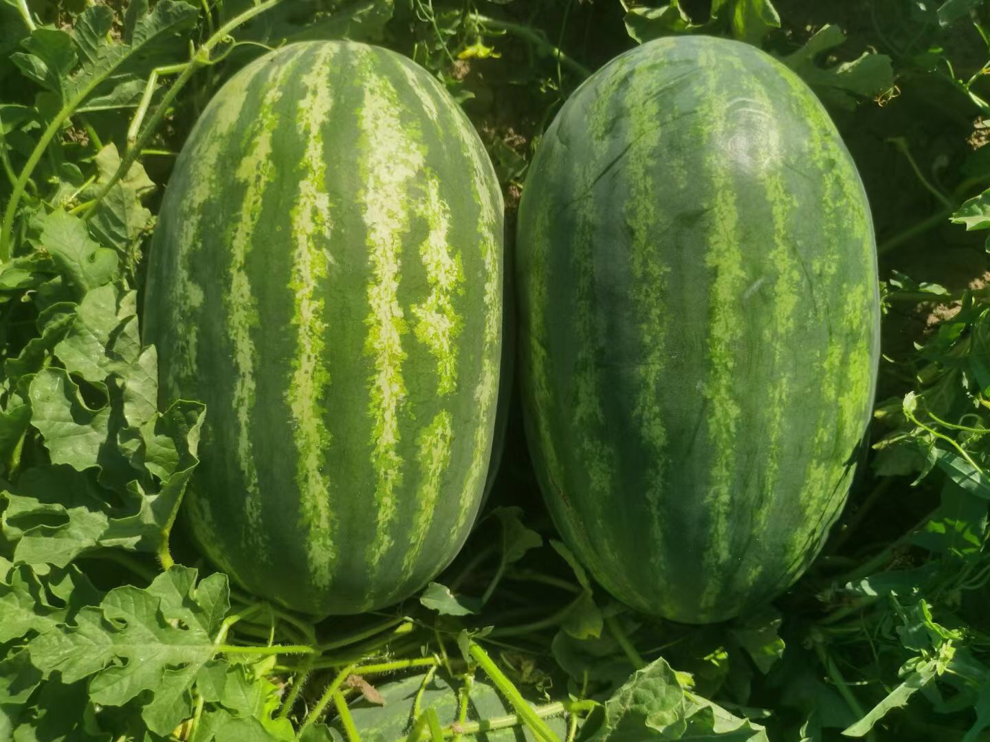 Suntoday crisom sweet watermelon seeds(11020)