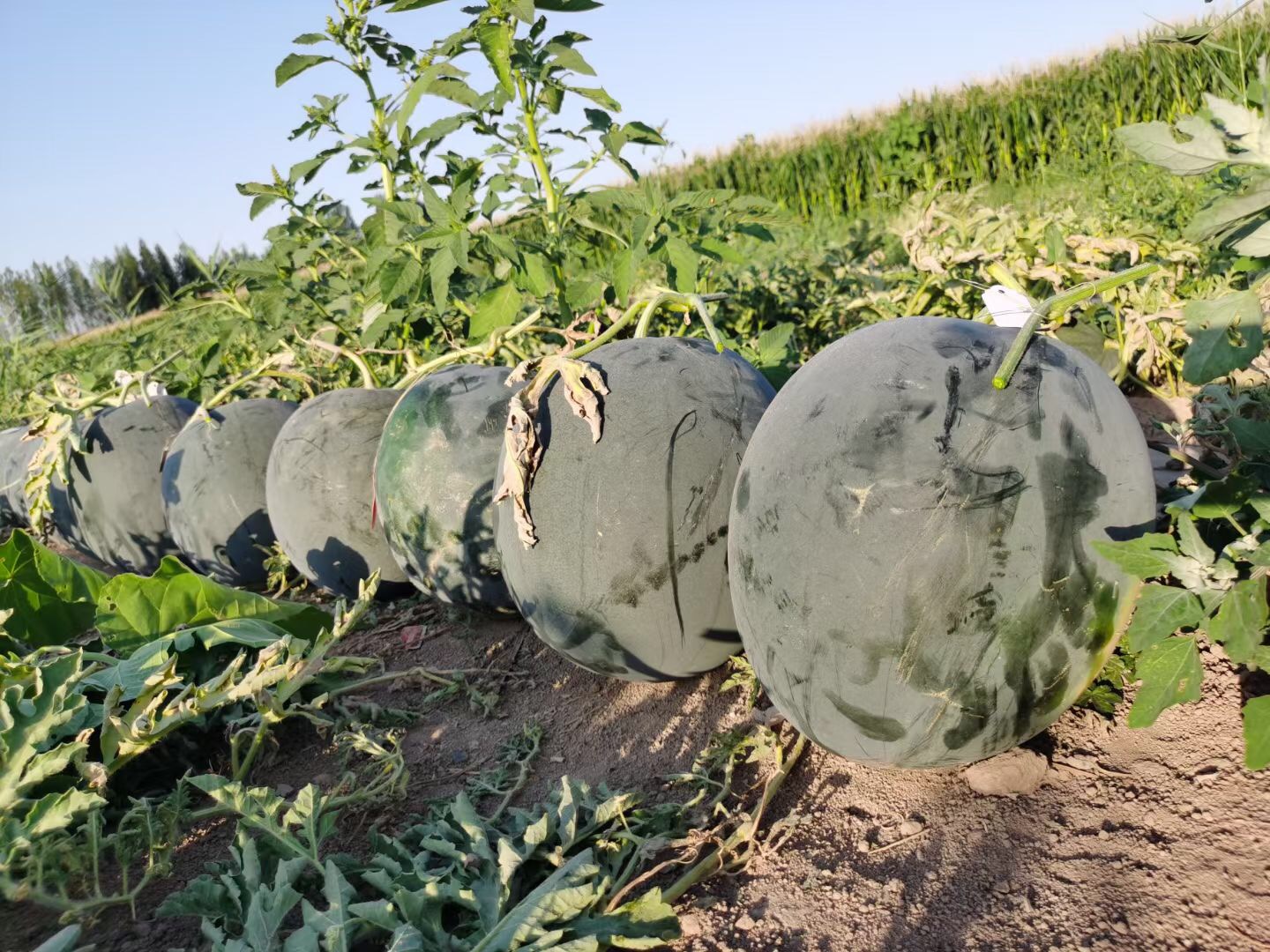 Suntoday black round watermelon seeds(11021)