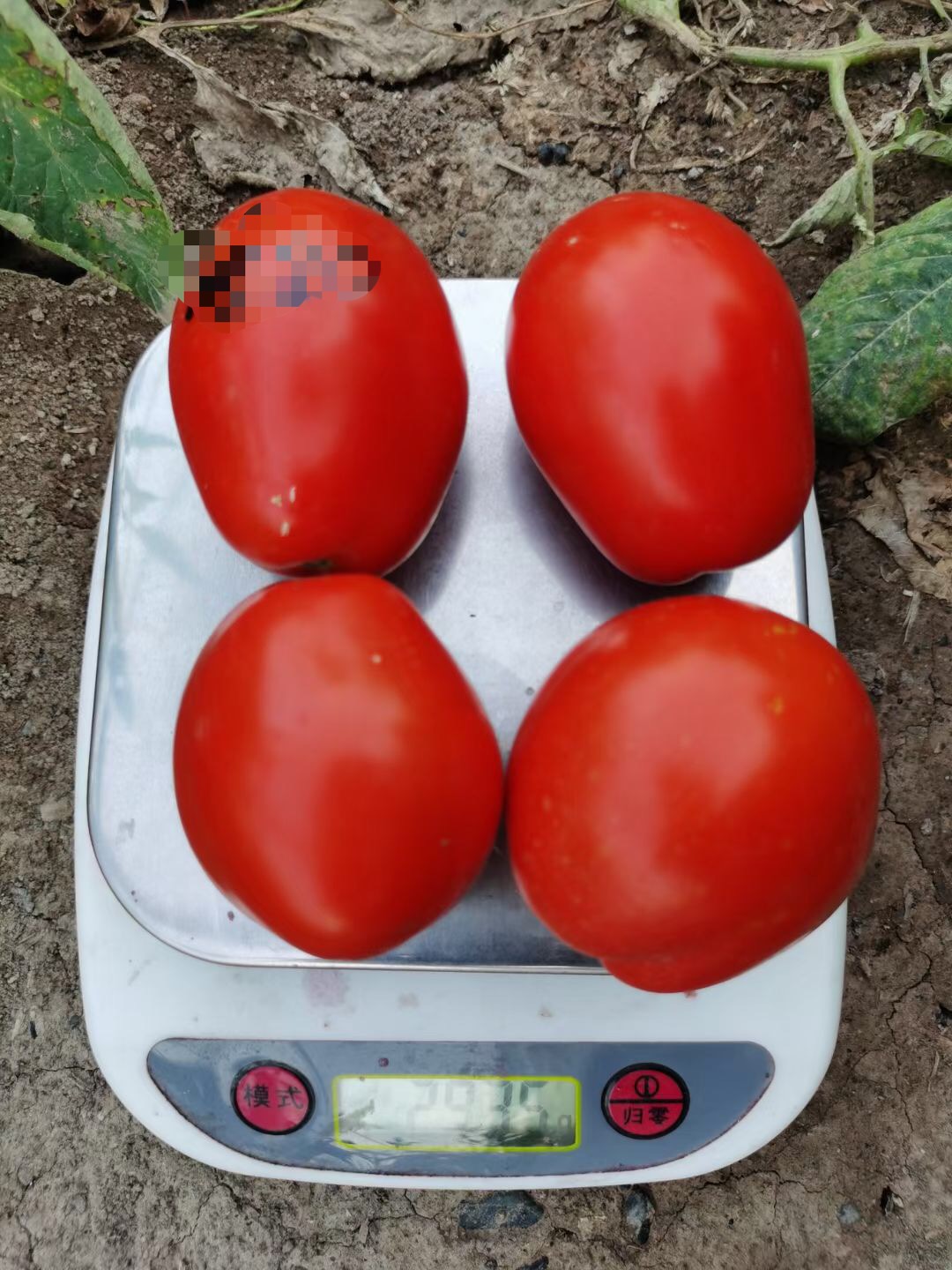 Suntoday cherry tomato seeds(22035)