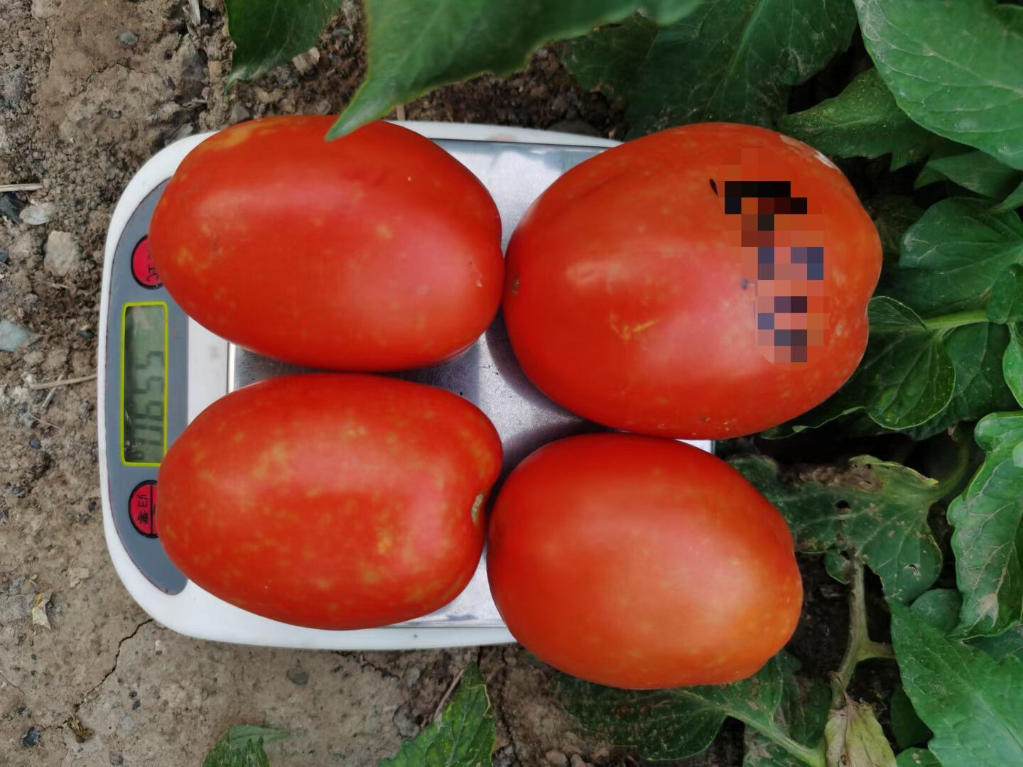 Suntoday cherry tomato seeds(22036)