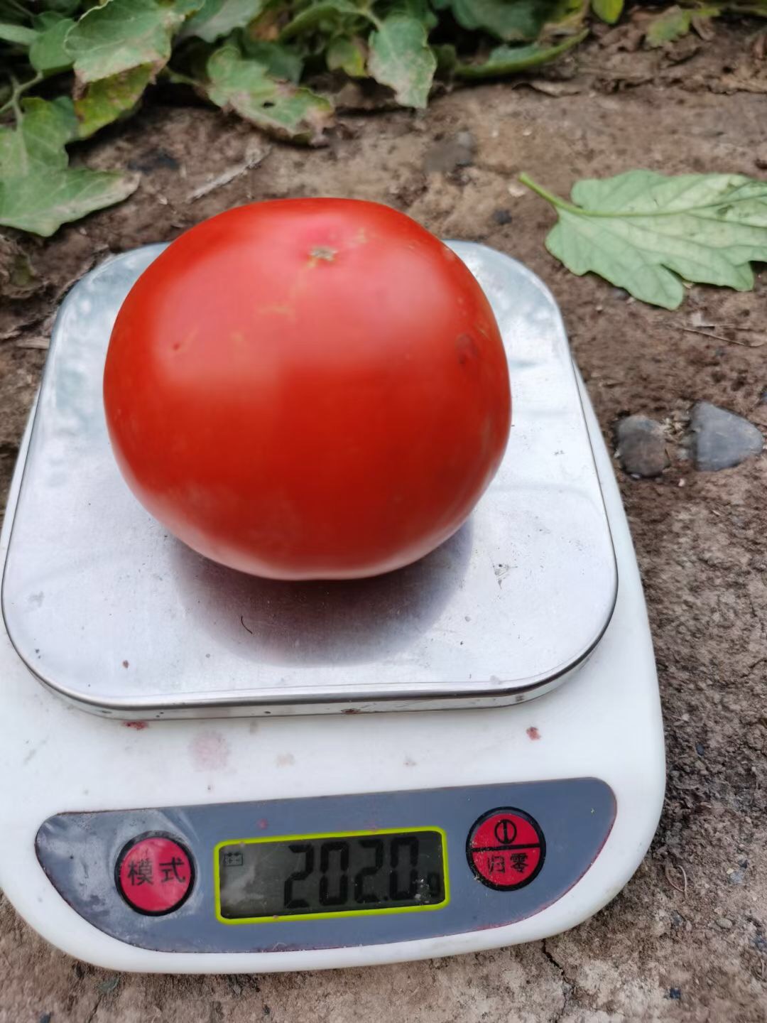 Suntoday cherry tomato seeds(22037)