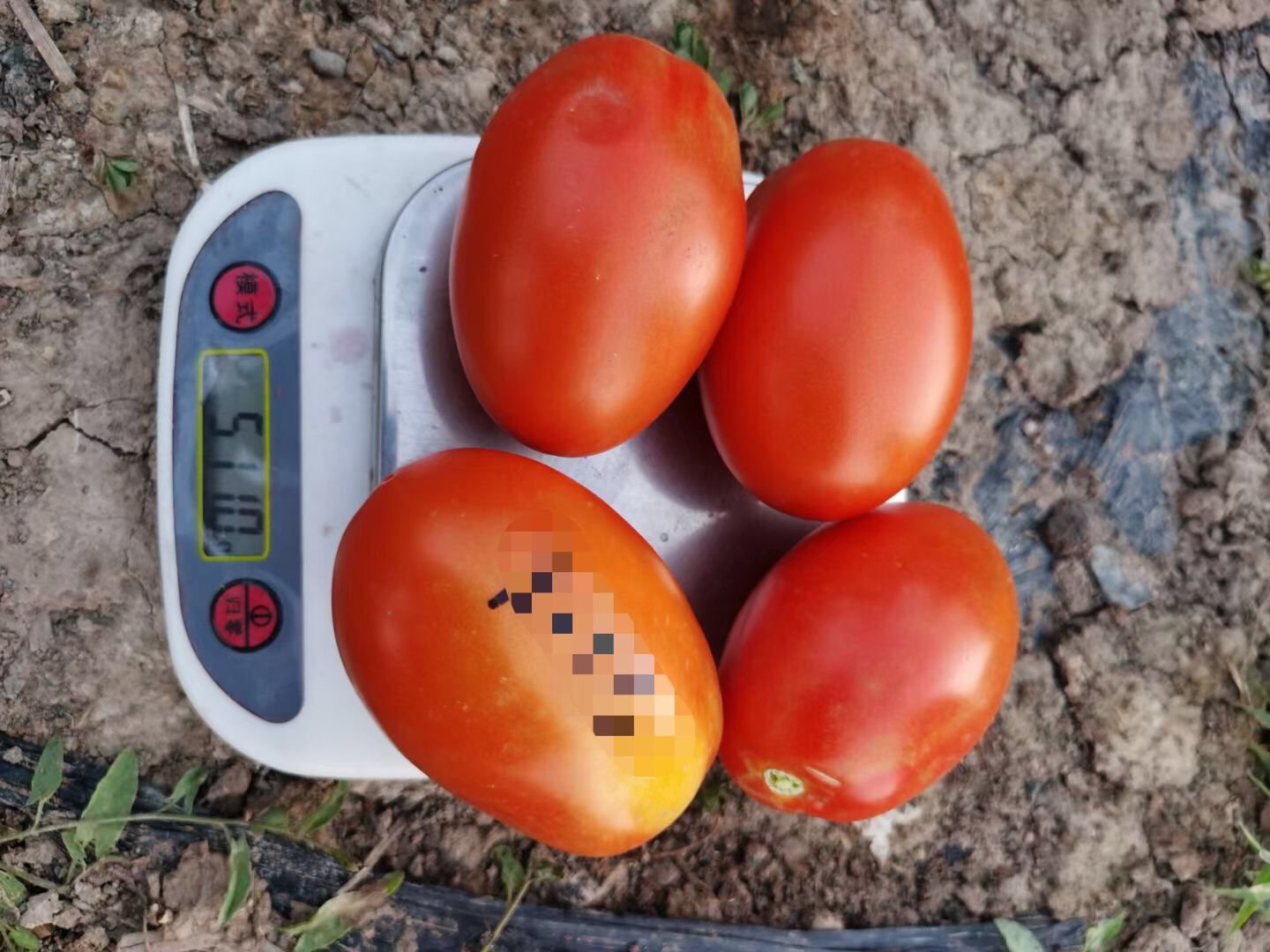 Suntoday 140gr cherry tomato seeds(22039)