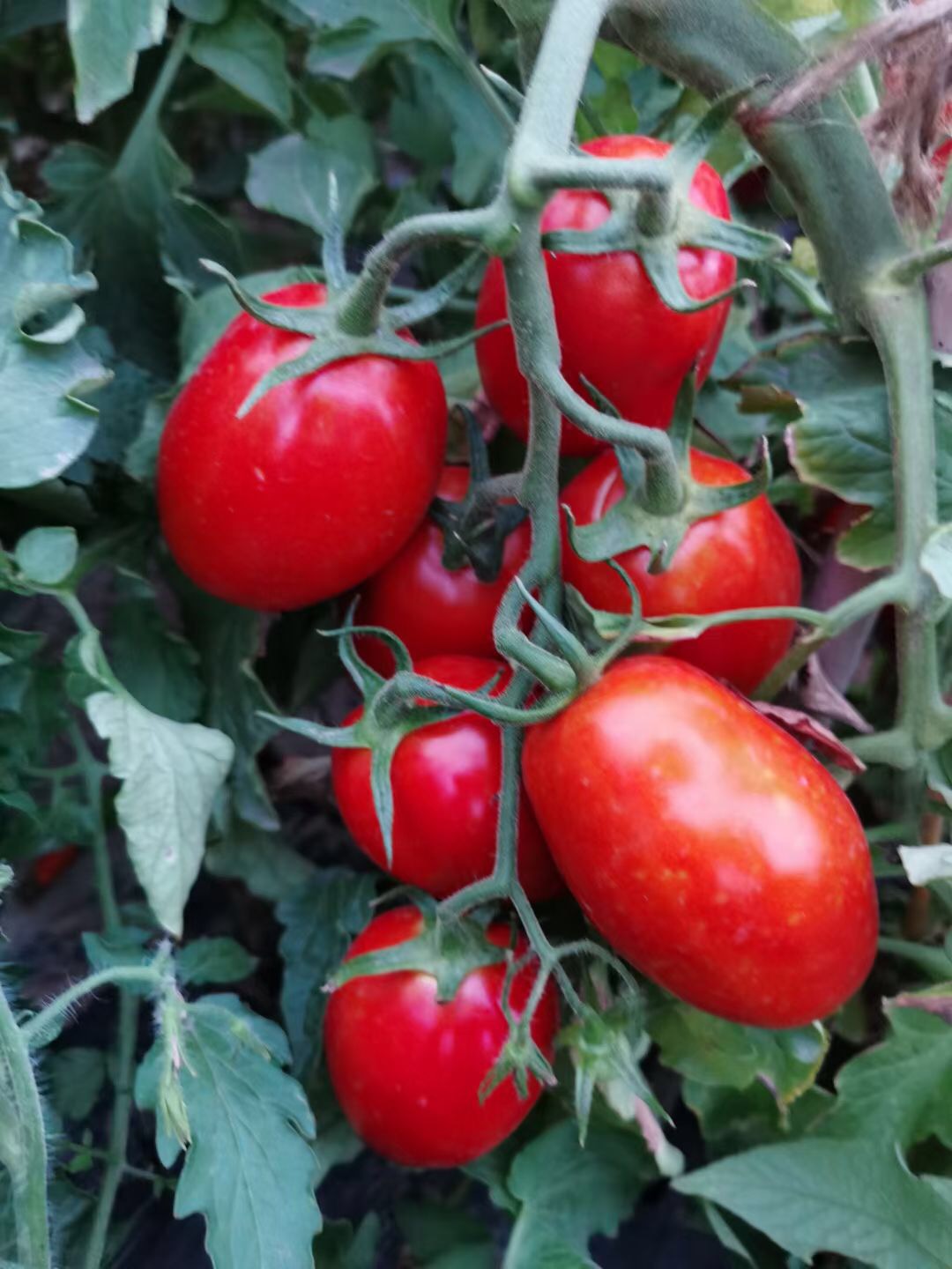 <b>Suntoday indetermidate 150gr tomato seeds(22040)</b>