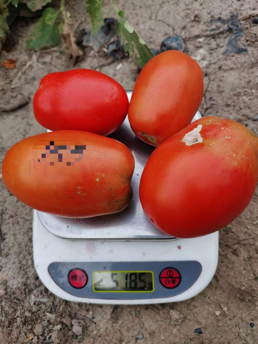 Suntoday 150gr cherry tomato seeds(22042)