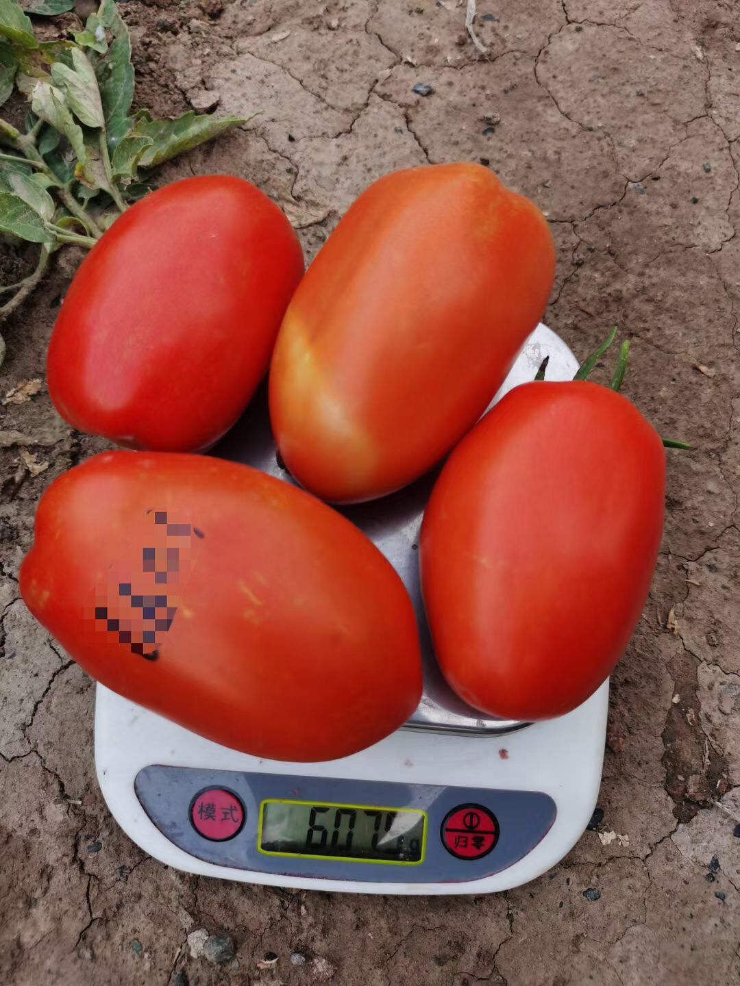 Suntoday 190gr size cherry tomato seeds(22043)