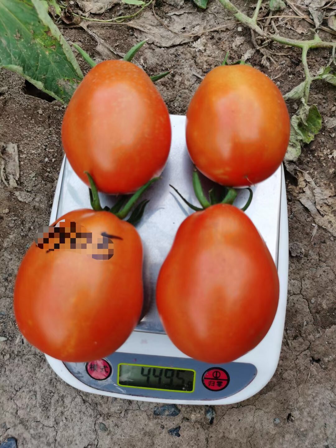 Suntoday cherry 120gr weight tomato seeds(22044)
