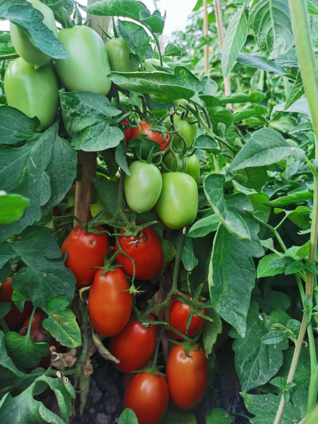 <b>Suntoday 170gr weight tomato seeds(22045)</b>