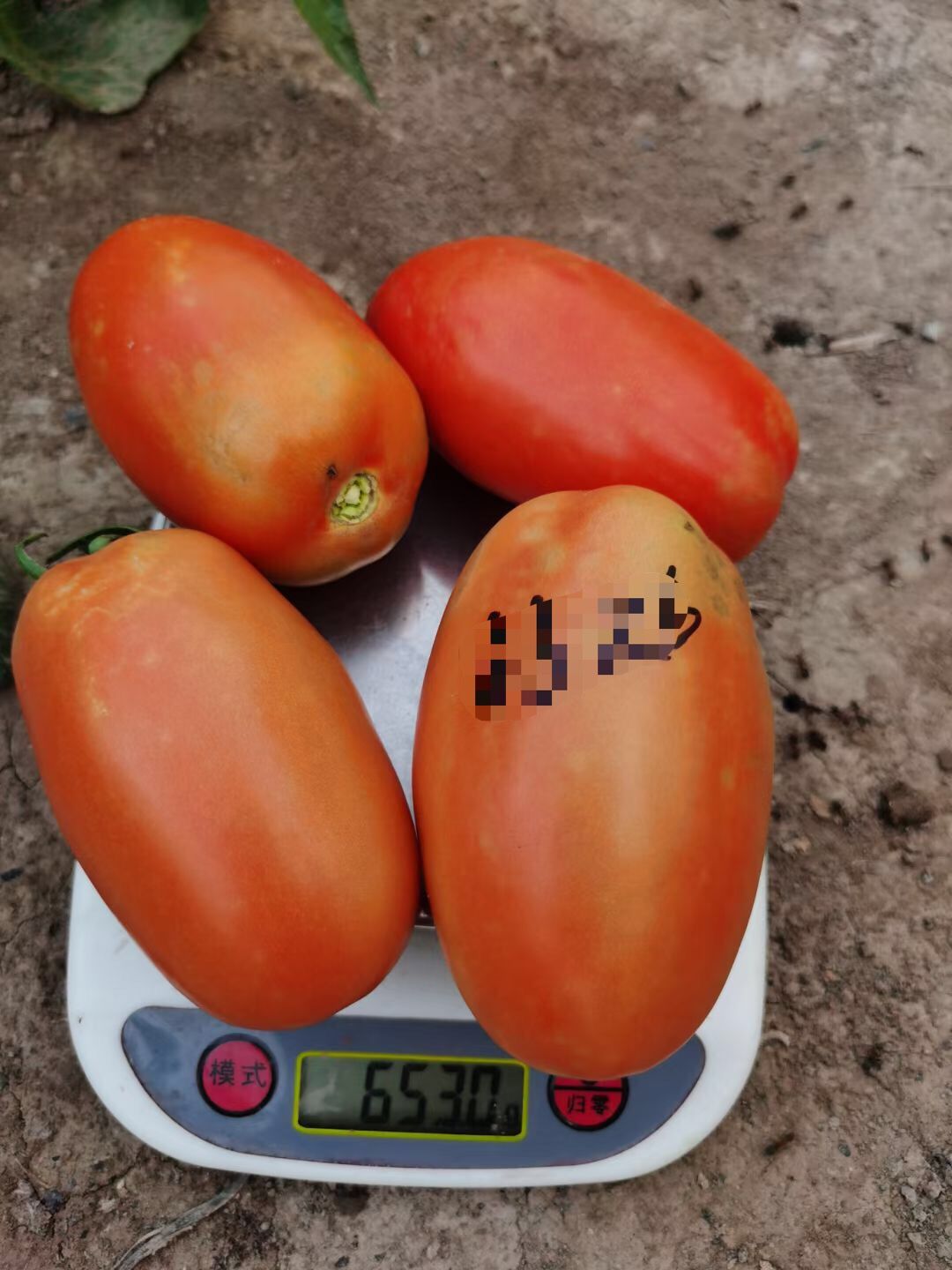 <b>Suntoday 190gr weight cherry tomato seeds(22046)</b>
