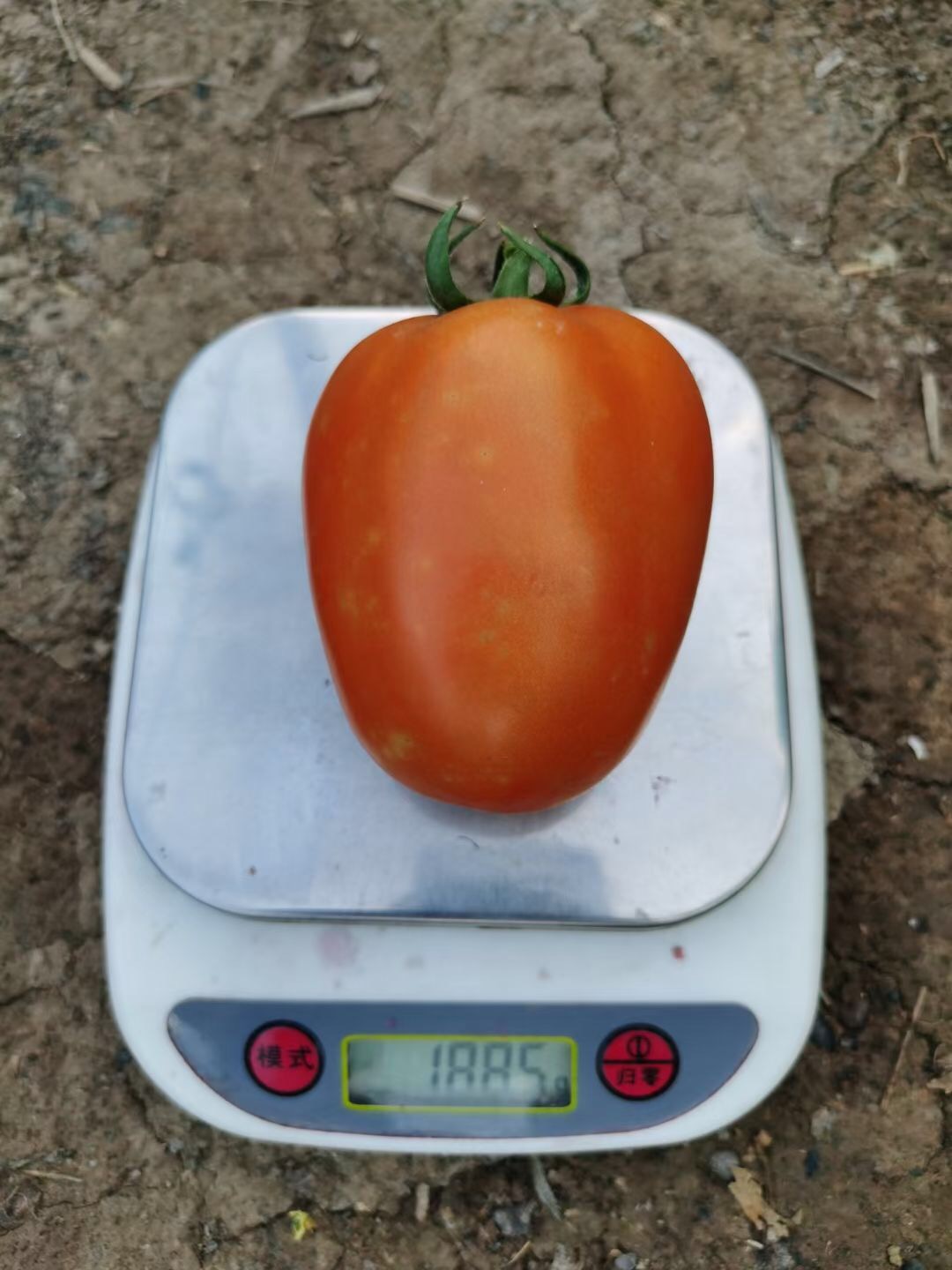 Suntoday 180gr size cherry tomato seeds(22047)
