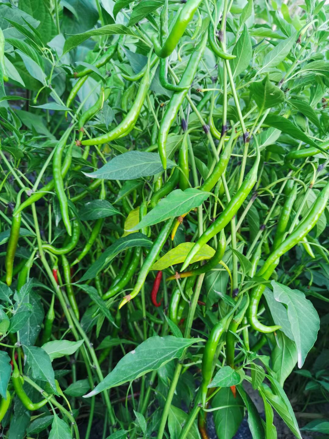 Suntoday hot capsicum chilli seeds(21031)