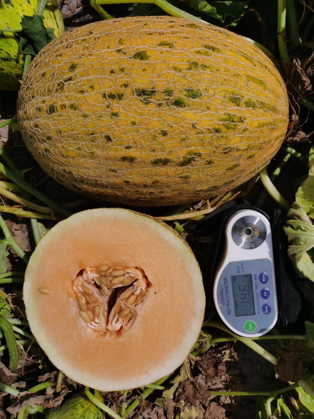 Suntoday orange flesh melon seeds(18033)