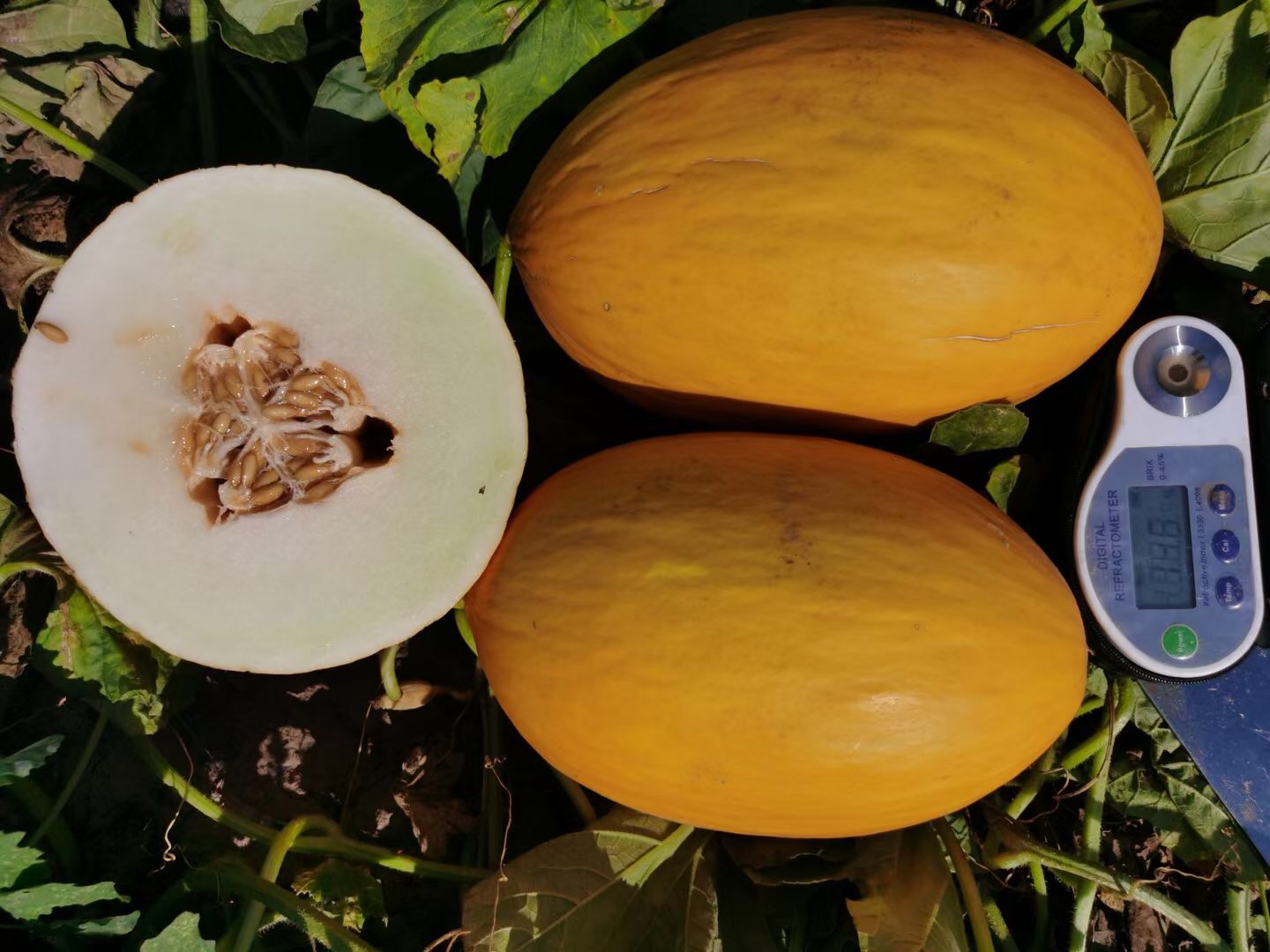 Suntoday white flesh melon seeds (18034)