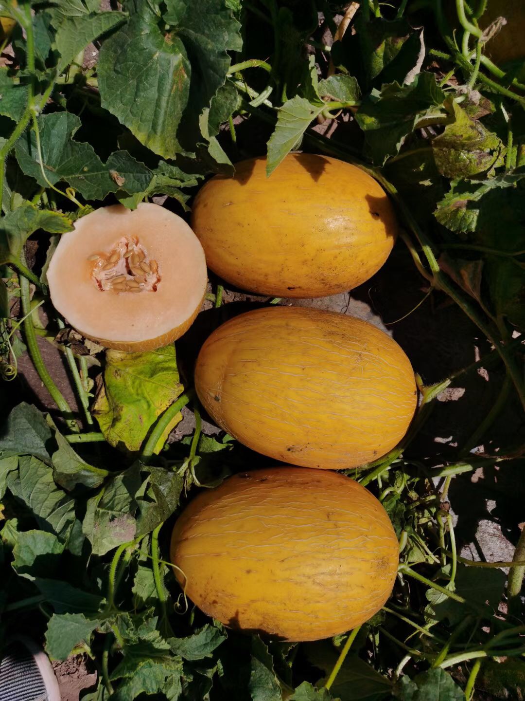 Suntoday mid-early orange flesh melon seeds(18036)
