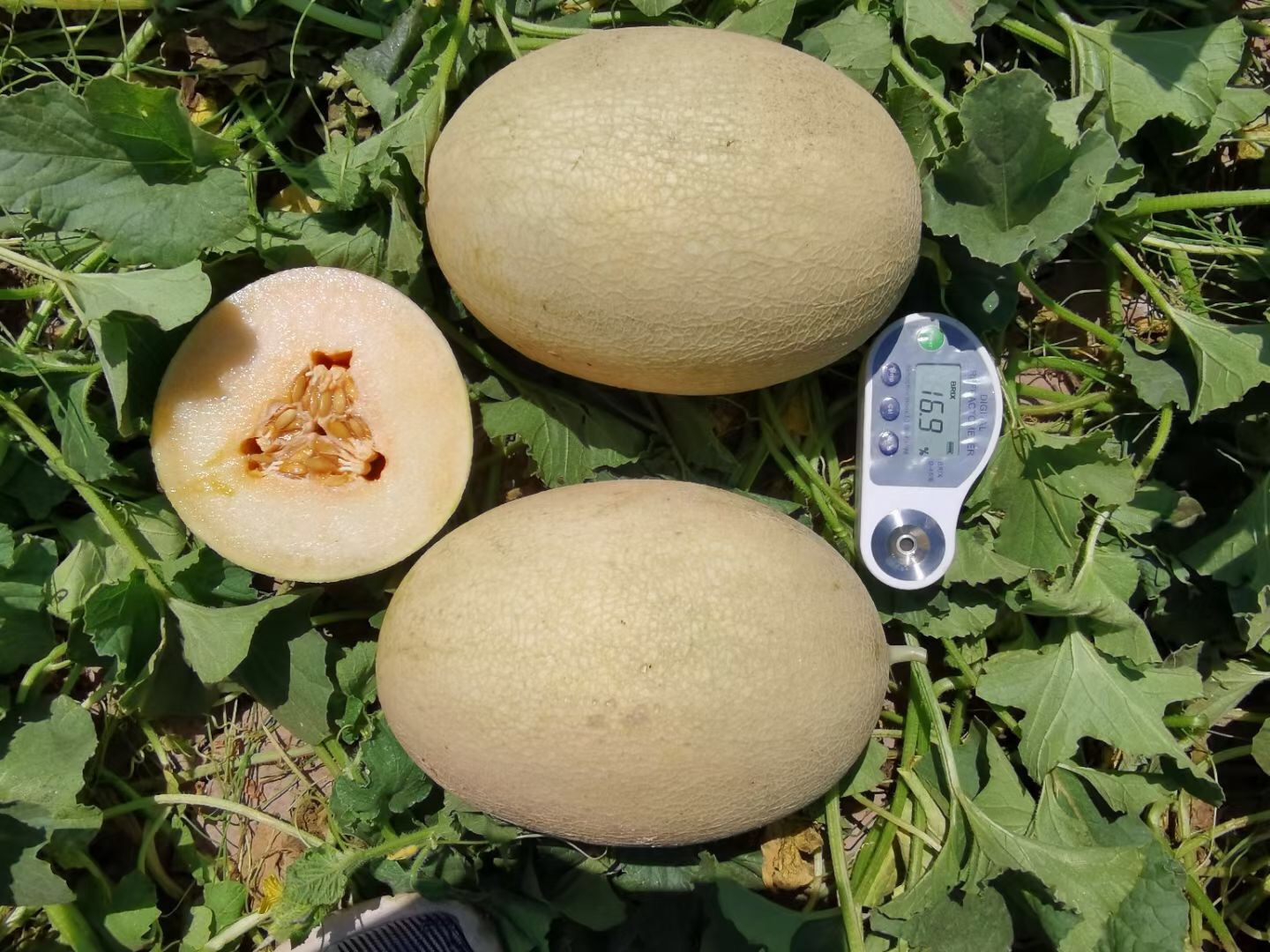 Suntoday light orange flesh melon seeds (18026)