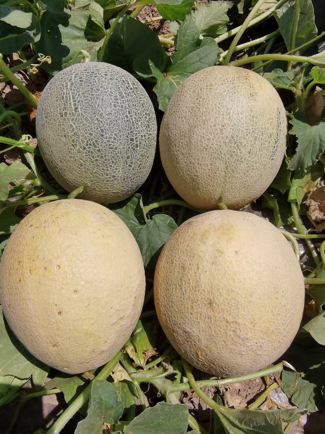 <b>Suntoday mid-early melon seeds(18037)</b>