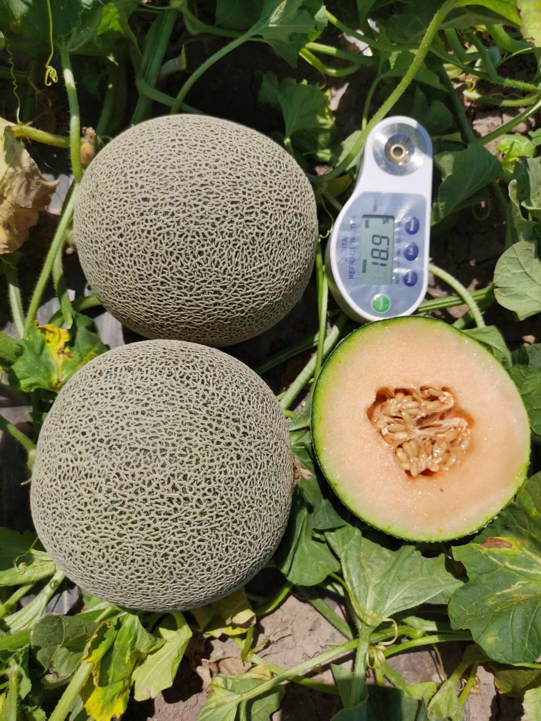 <b>Suntoday netted grey rind orange flesh melon seeds(</b>