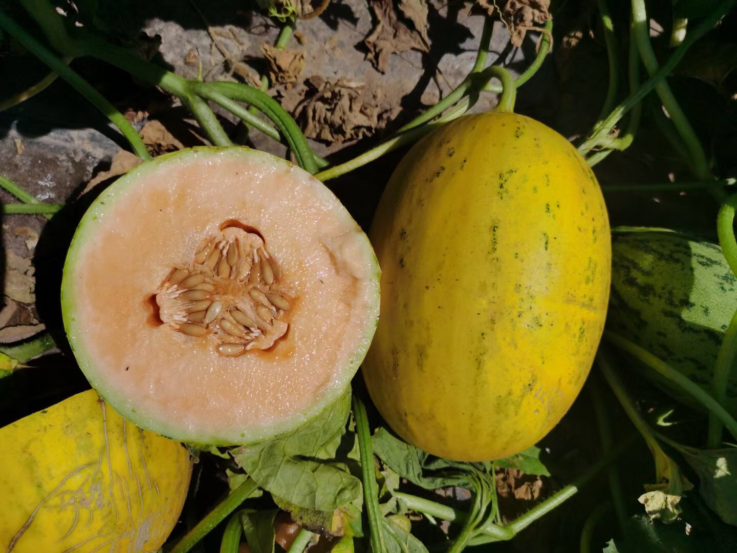 Suntoday yellow rind orange flesh melon seeds(18037)