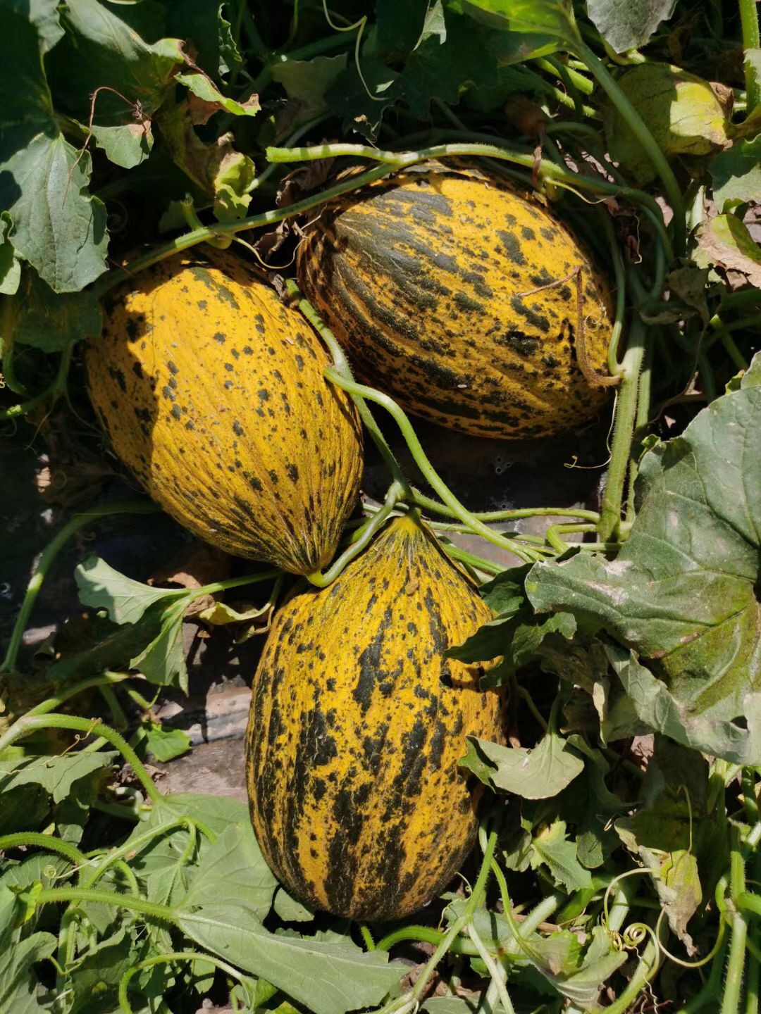 Suntoday yellow rind melon seeds(18041)