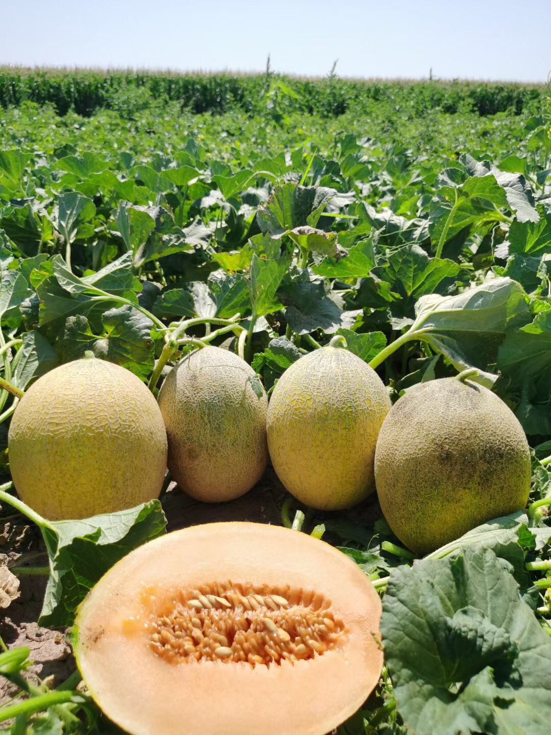 Suntoday yellow rind orange flesh melon seeds(18040)