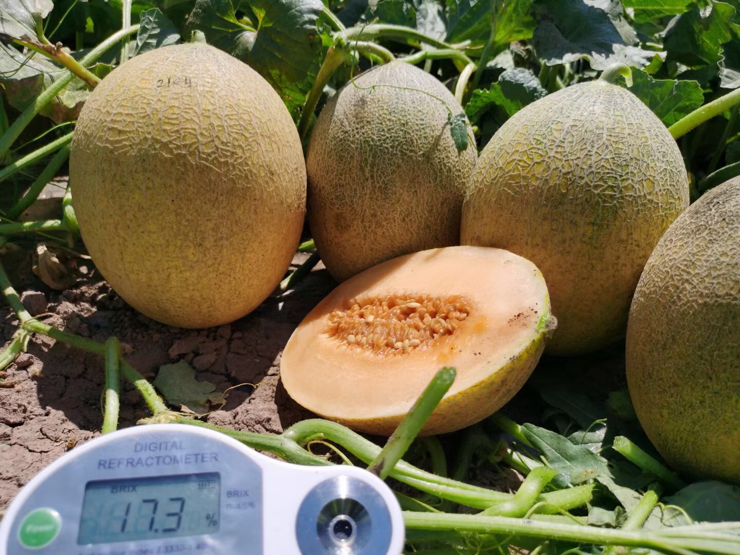 Suntoday netted yellow rind orange flesh melon seeds(18042)