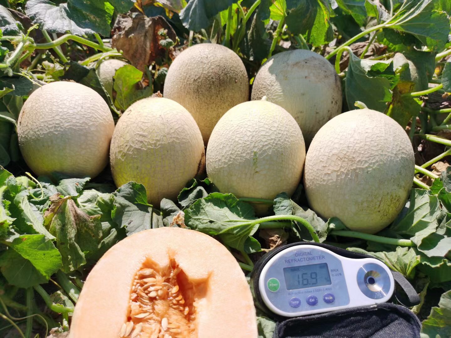 <b>Suntoday netted orange flesh melon seeds(18045)</b>