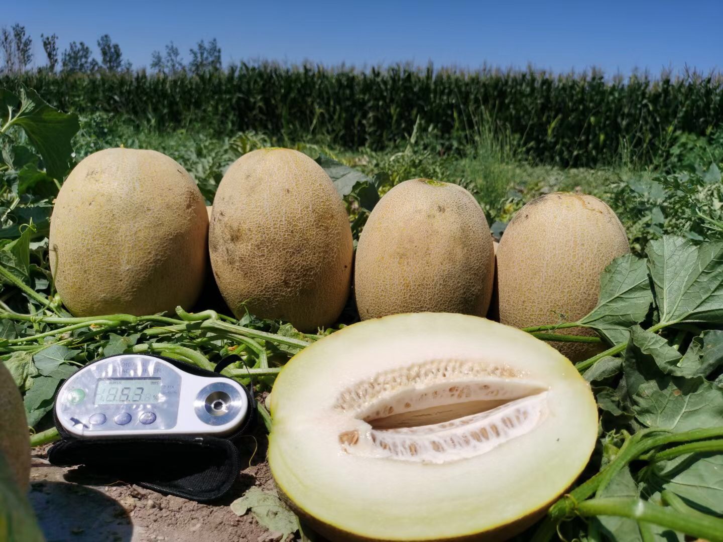 suntoday netted yellow rind with white flesh melon seeds(180