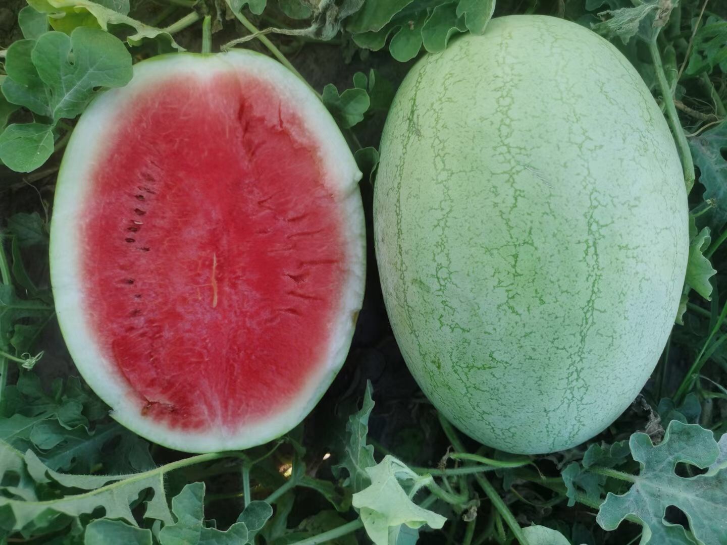 Suntoday Jubilee big size watermelon seeds(11022)