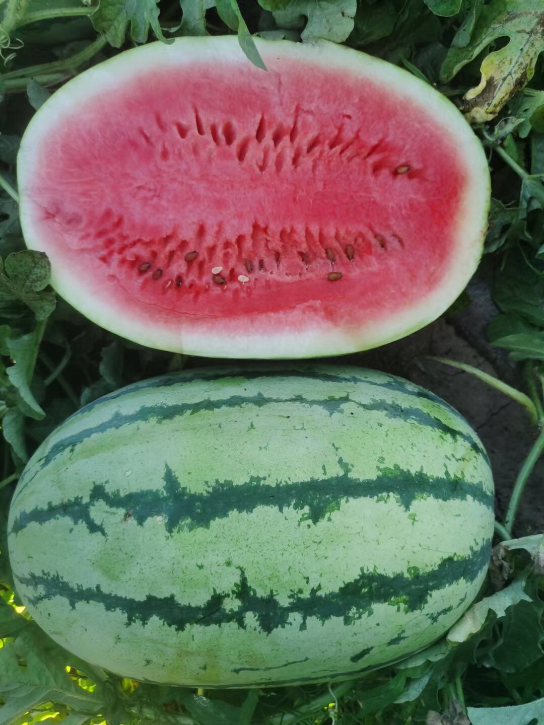 <b>Suntoday chaliston big fruit watermelon seeds(11021</b>