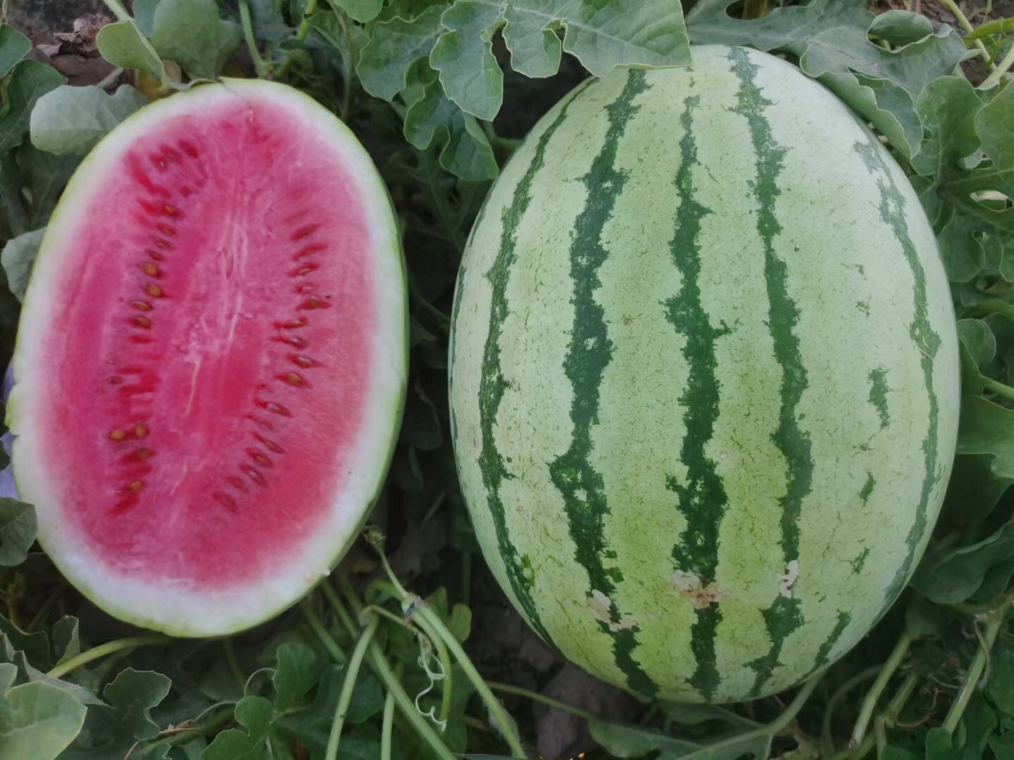 Suntoday Chaliston big fruit watermelon seeds(11022)