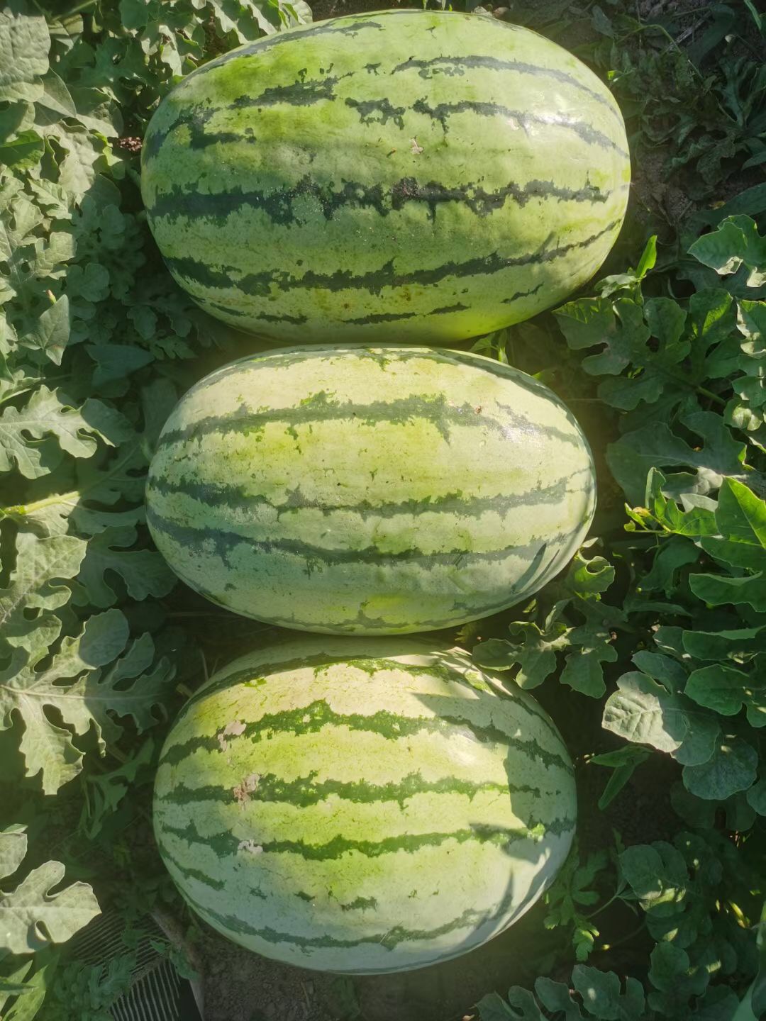 suntoday big size chaliston watermelon seeds(11023)