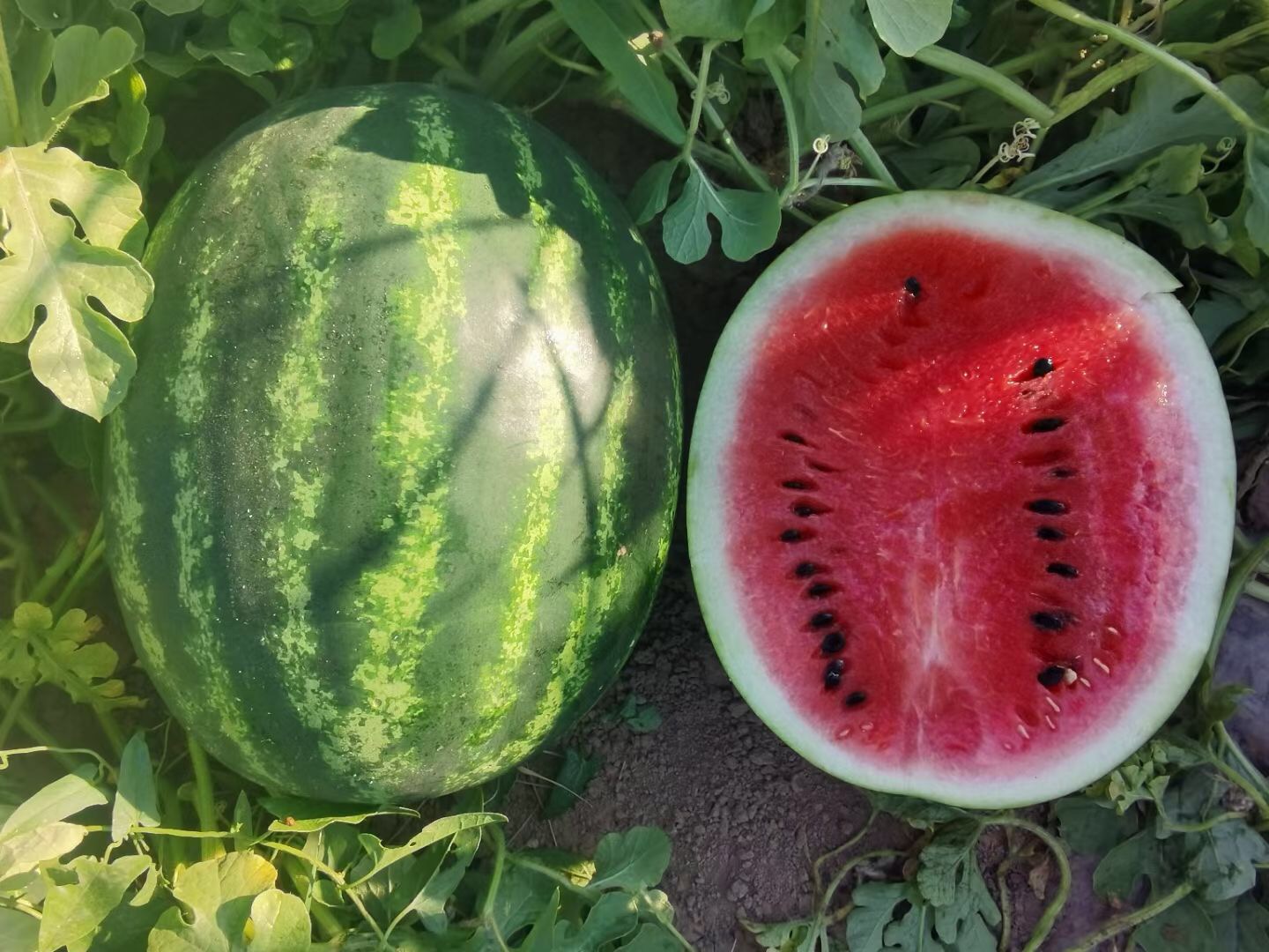 Suntoday chaliston watermelon seeds(11026)