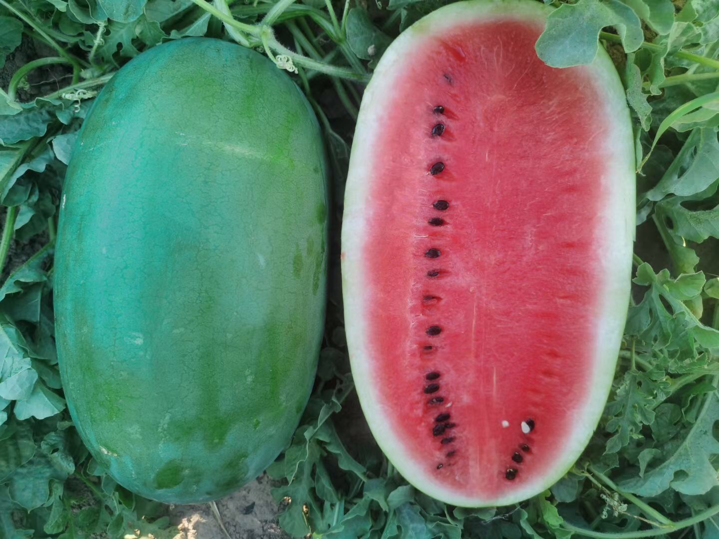 <b>Suntoday big size watermelon seeds(11027)</b>