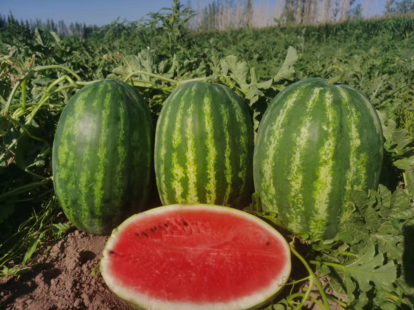 Suntoday sweet big size watermelon seeds(11030)