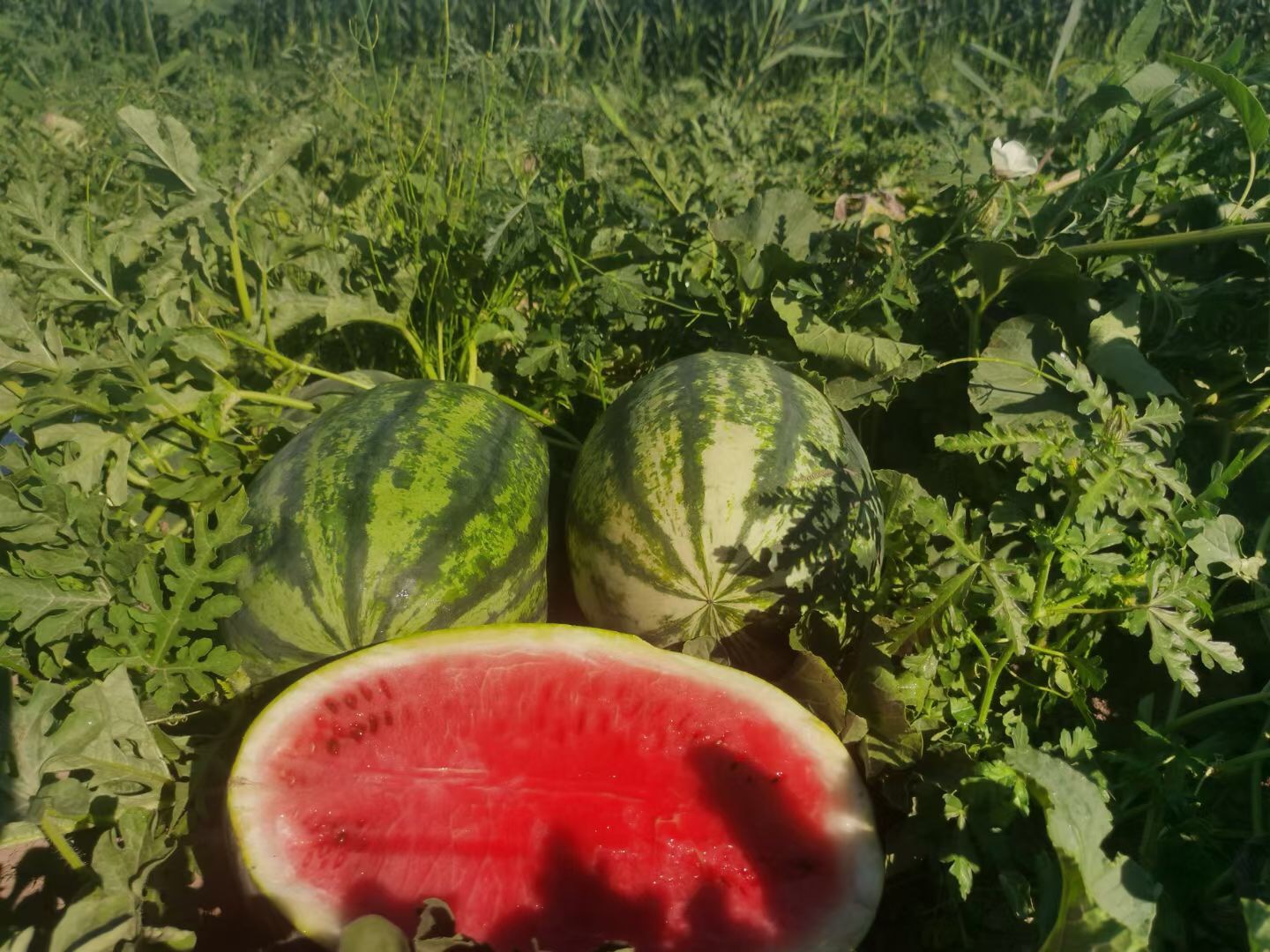Suntoday big size 12-18kg watermelon seeds(11028)