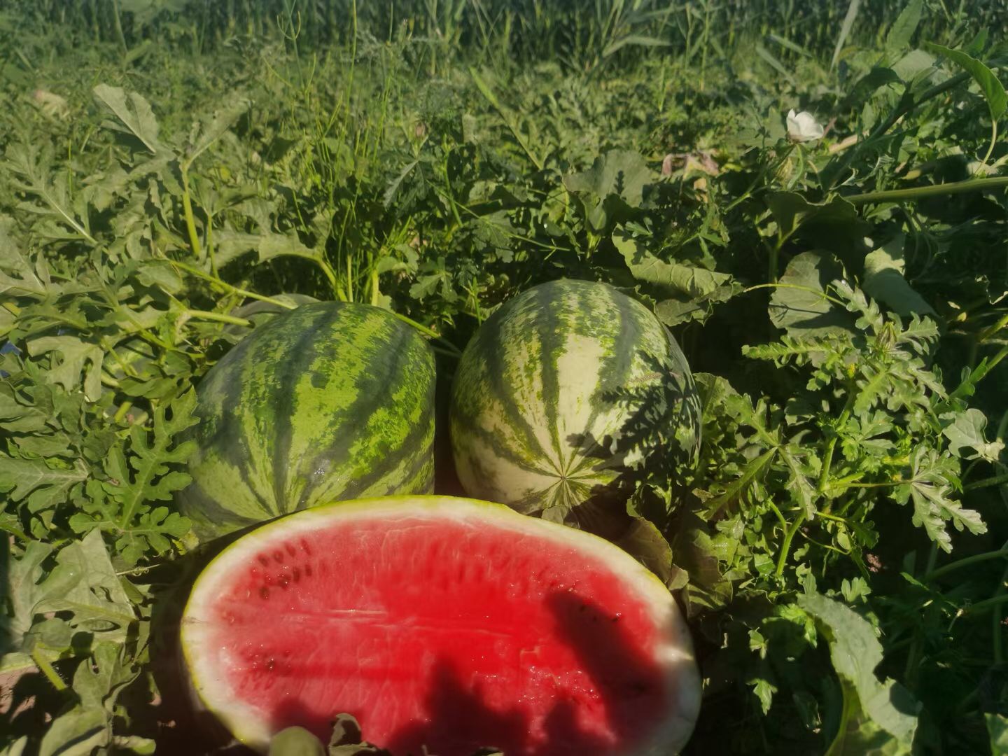 <b>Suntoday big size 12-18kg watermelon seeds(11028)</b>