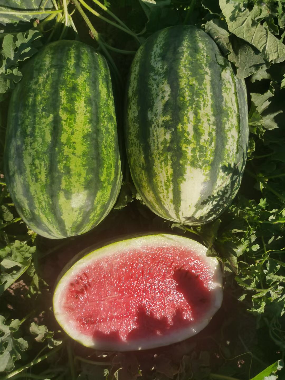 Sunotoday Sweet big size watermelon seeds(11028)