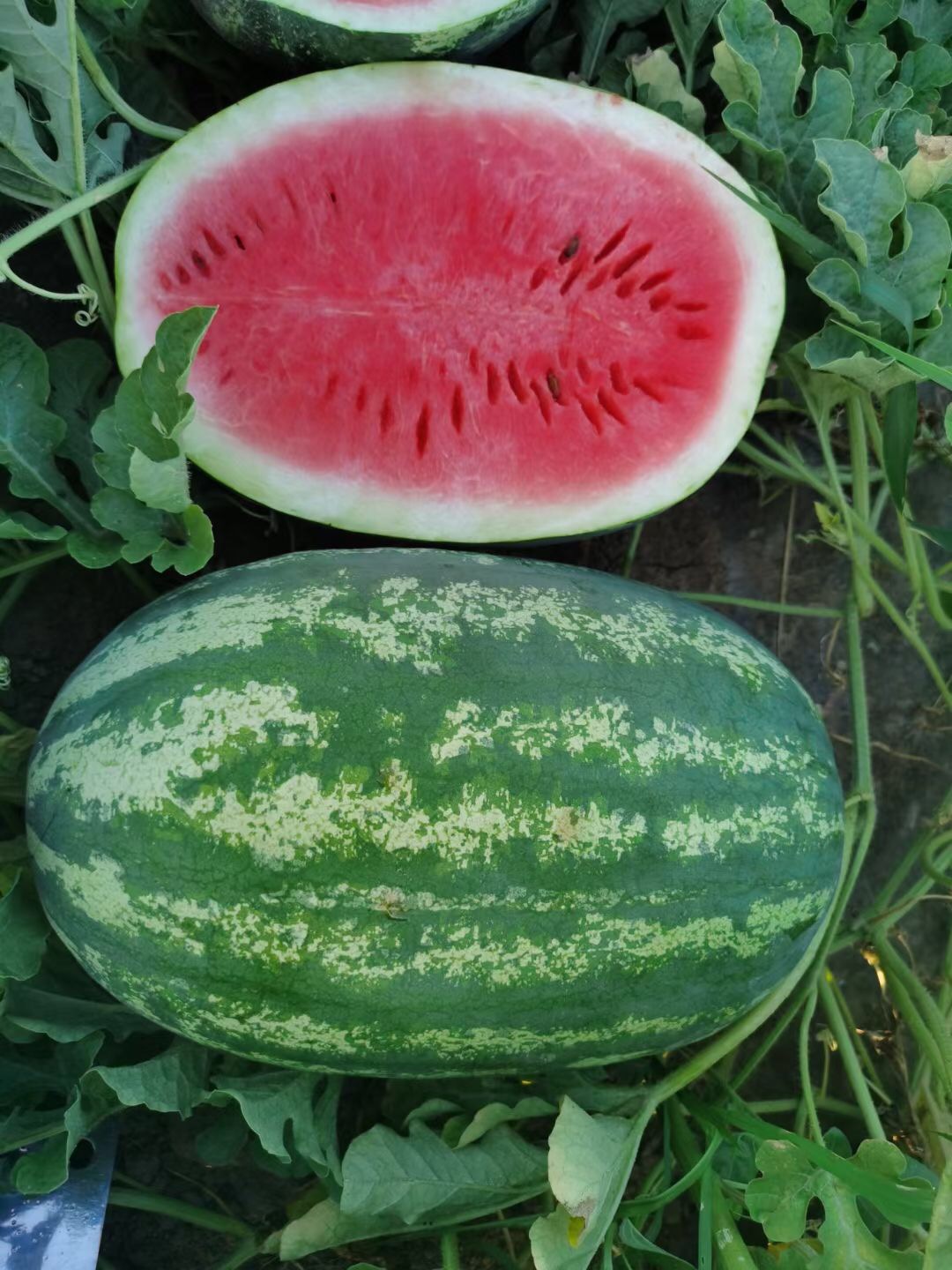 Suntoday big size sweet watermelon seeds(11029)