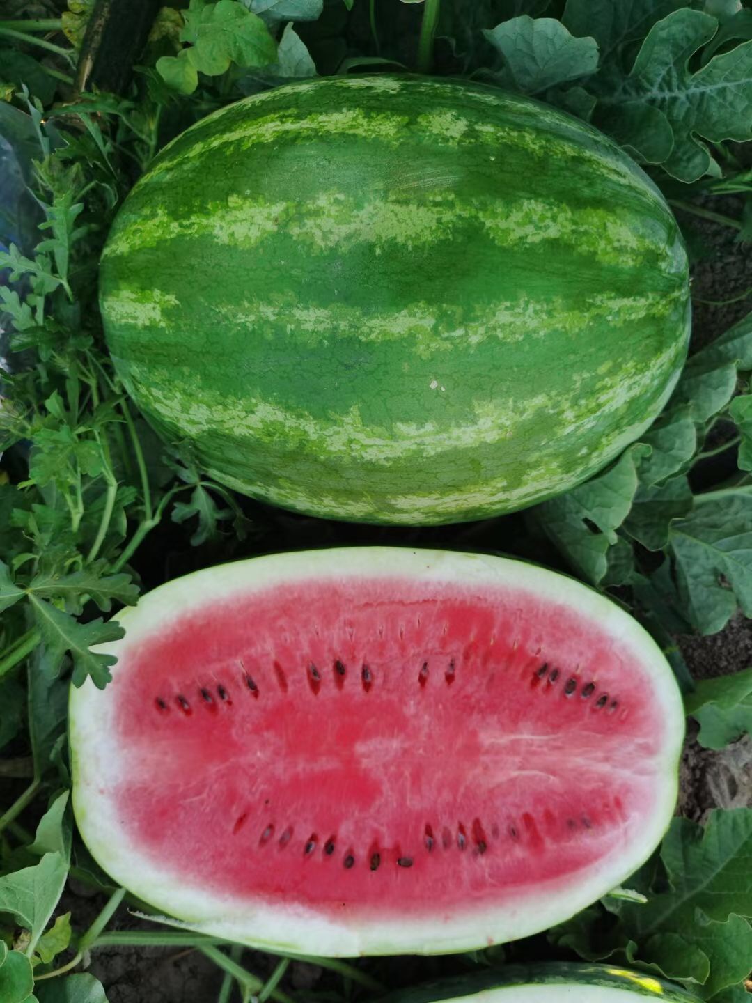 Suntoday Big size 12-18kg sweet watermelon seeds(11030)
