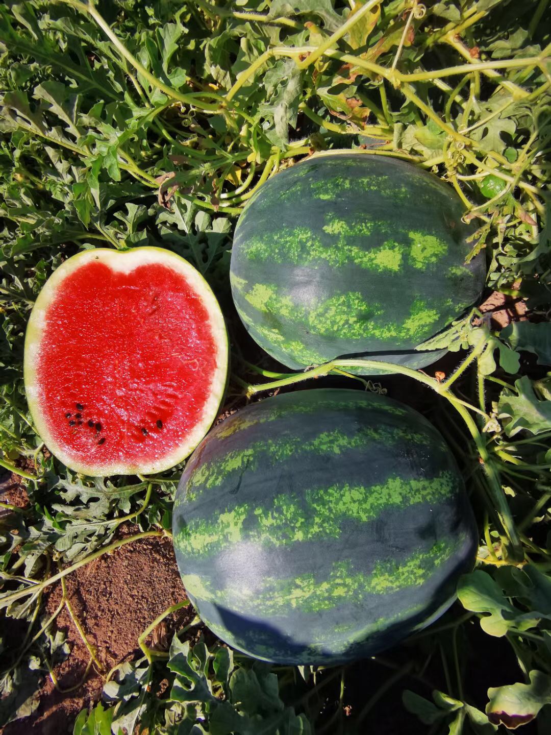 Suntoday crimson sweet 8-15kgs watermelon seeds(11032)