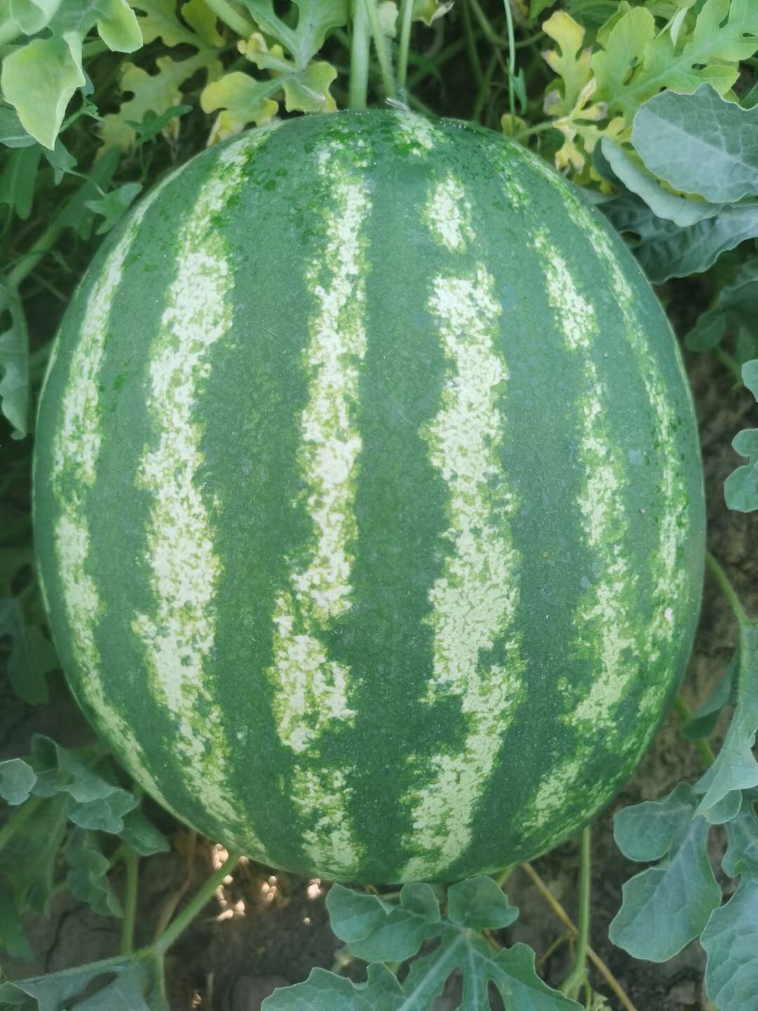 Suntoday crimson sweet watermelon seeds(11030)