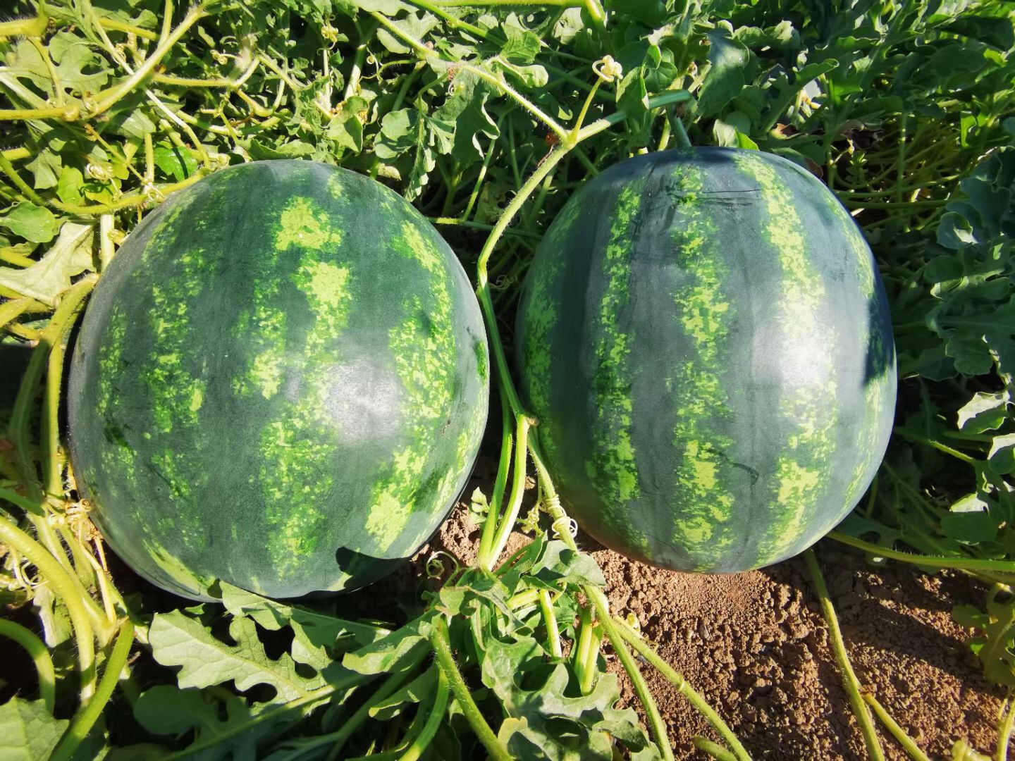 Suntoday crimson sweet 8-15kgs watermelon seeds(11034)