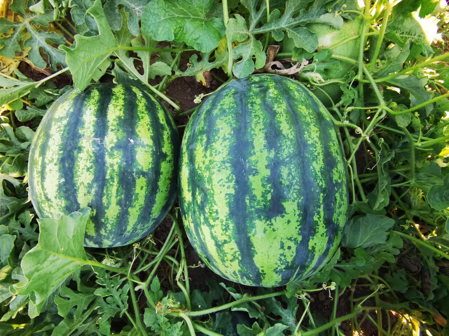 Suntoday crimson sweet 8-15kgs watermelon seeds(11035)