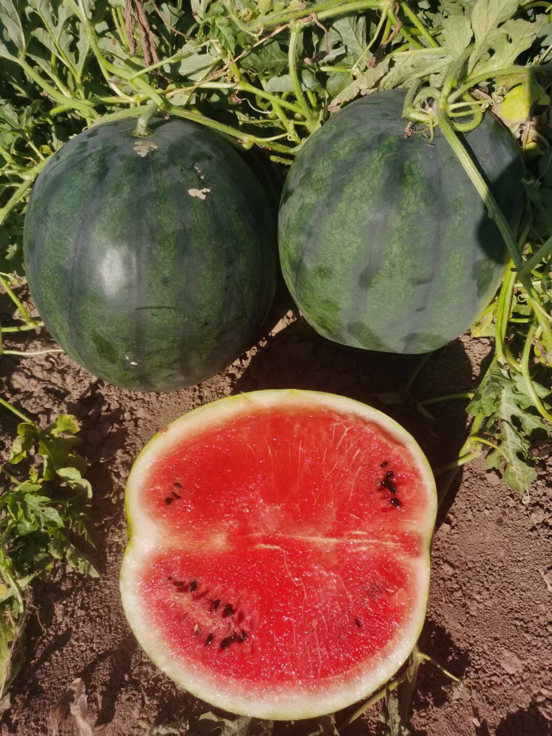 Suntoday crimson sweet 8-15kgs watermelon seeds(11036)