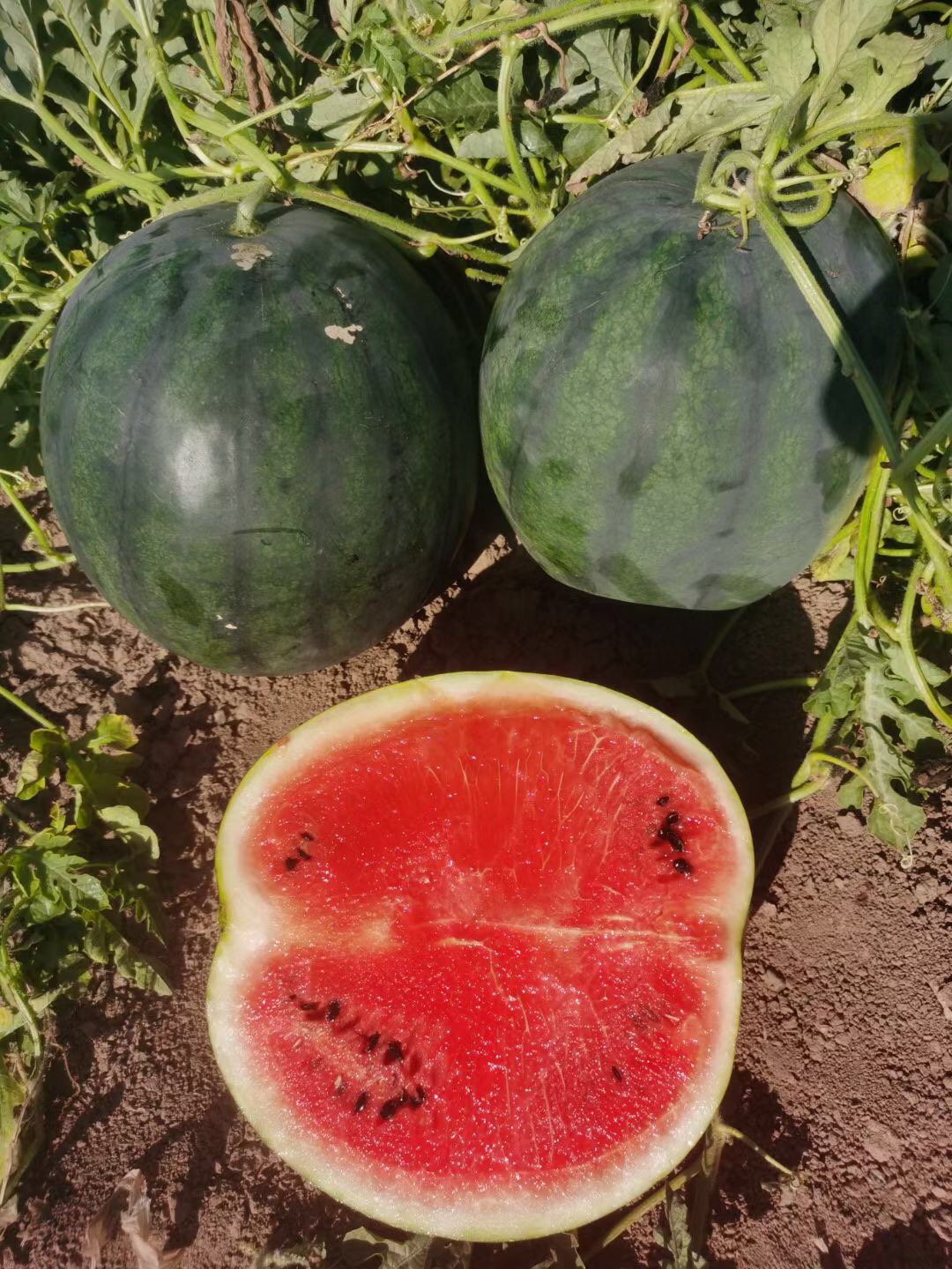 <b>Suntoday crimson sweet 8-15kgs watermelon seeds(110</b>