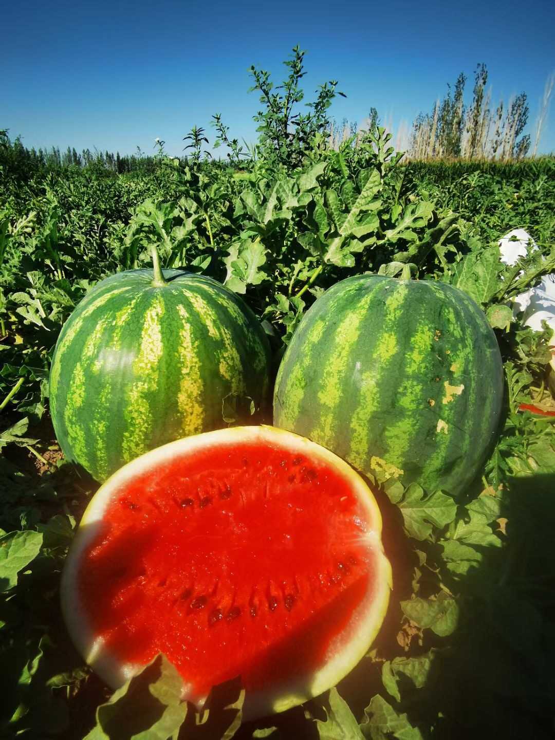<b>SuntodaySuntoday crimson sweet 8-15kgs watermelon s</b>