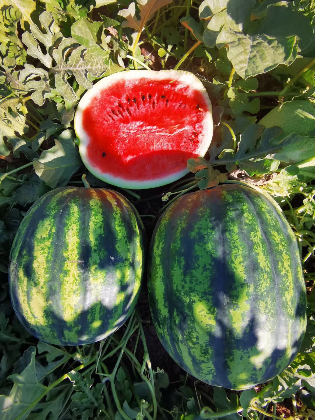 <b>Suntoday crimson sweet 8-15kgs watermelon seeds(110</b>