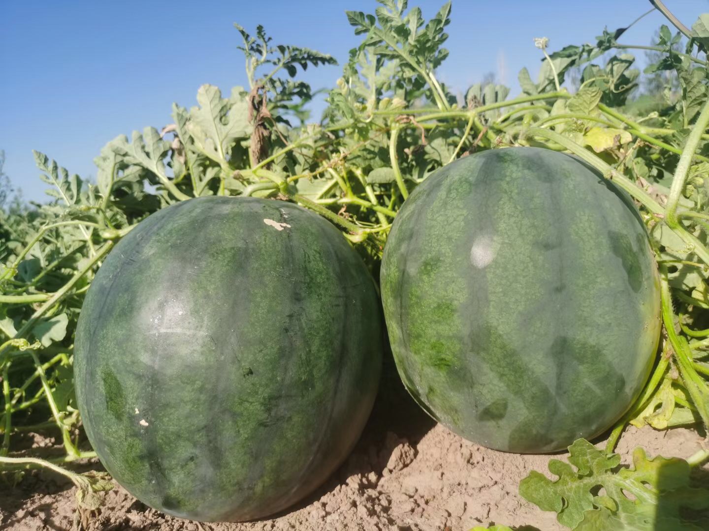 Suntoday crimson sweet 8-15kgs watermelon seeds(11039)