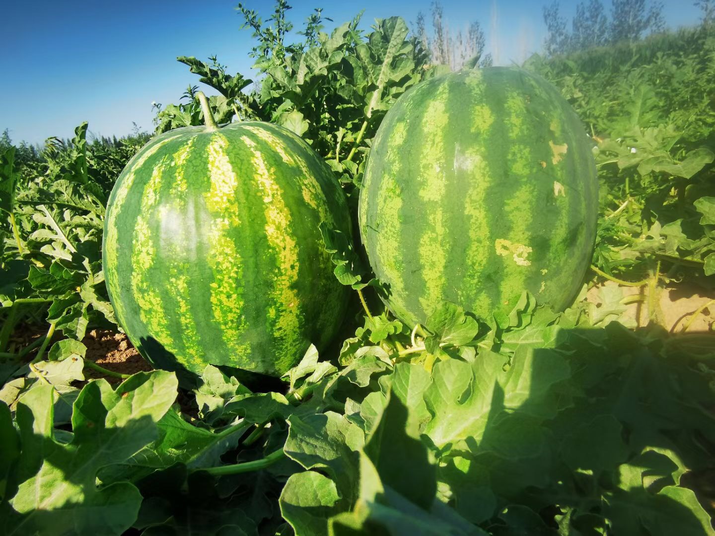 Suntoday crimson sweet 8-15kgs watermelon seeds(11040)