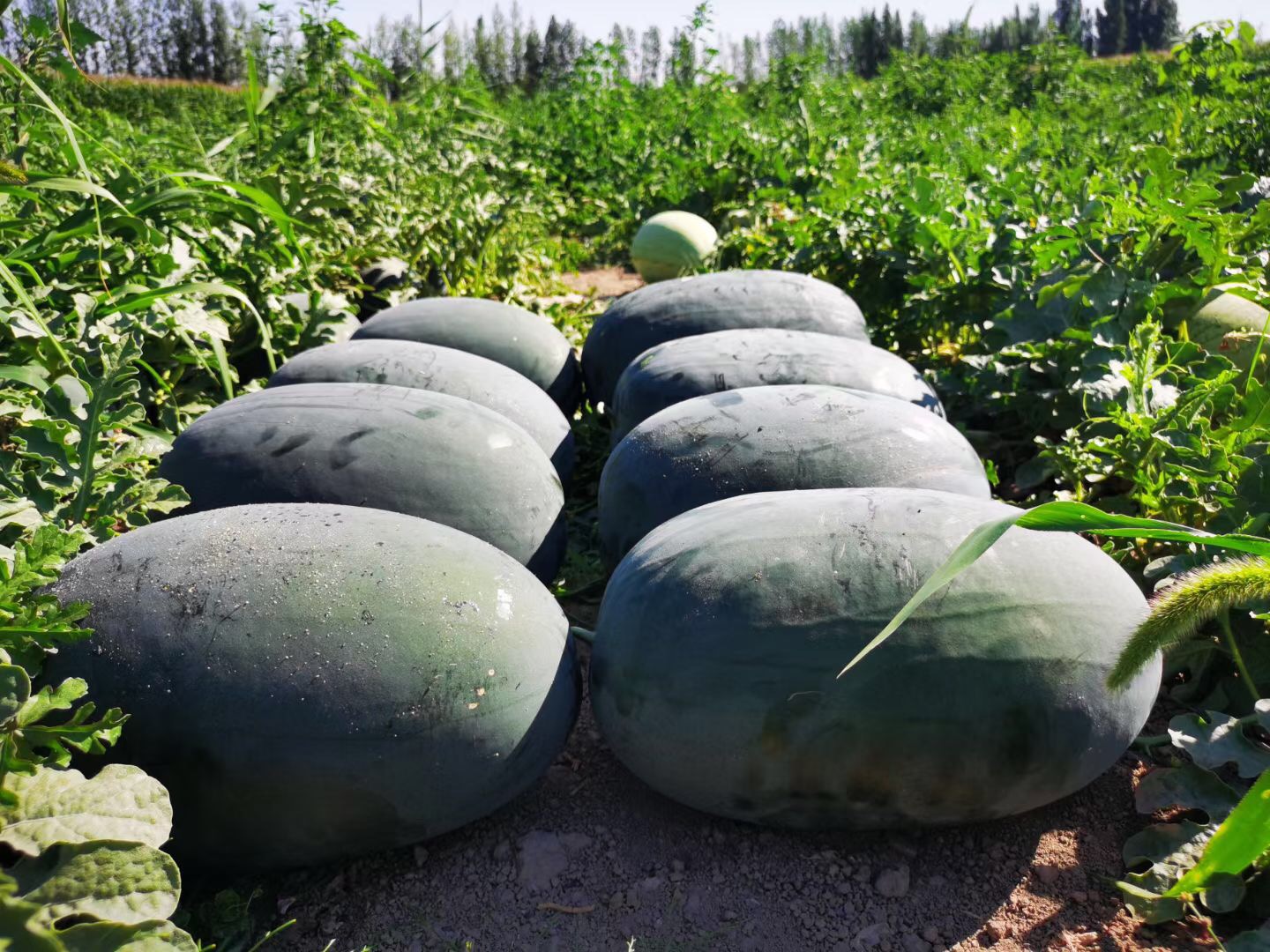 Suntoday oblong black big size  watermelon seeds(11040)