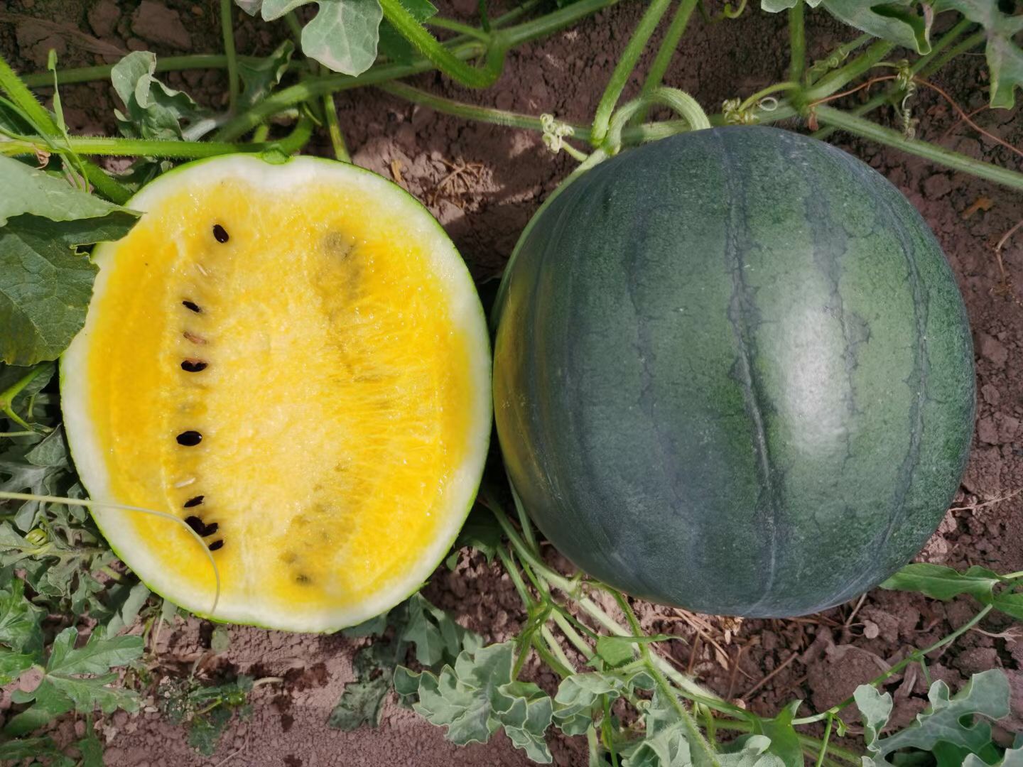 Suntoday round black yellow flesh watermelon seeds(11060)